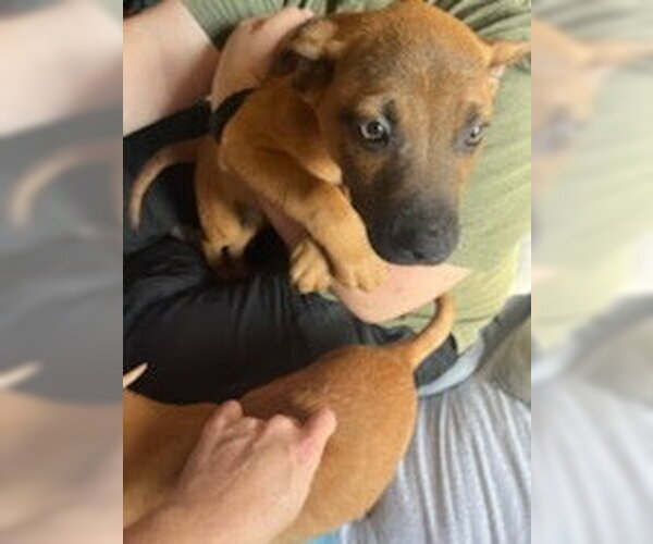 Medium Photo #9 American Staffordshire Terrier-Unknown Mix Puppy For Sale in columbia, SC, USA