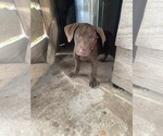Small Photo #2 American Bully-Labrador Retriever Mix Puppy For Sale in KENTWOOD, LA, USA