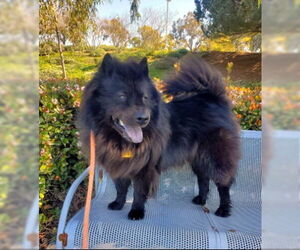 Smokey - Male Chow Chow Dog for Adoption - Photo #5