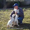 Small Photo #66 Dogo Argentino Puppy For Sale in PINEVILLE, MO, USA