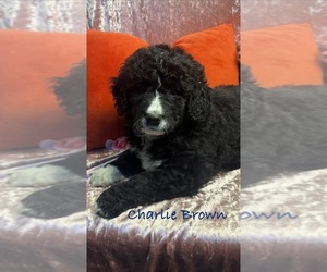 Golden Mountain Doodle Puppy for sale in SAINT CLOUD, MN, USA