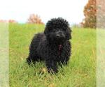 Small Photo #6 Goldendoodle-Poodle (Miniature) Mix Puppy For Sale in HOLDEN, MO, USA