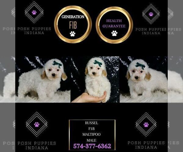 Medium Photo #7 Maltipoo (Miniature) Puppy For Sale in WARSAW, IN, USA