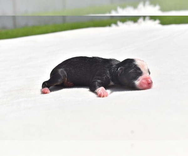 Medium Photo #3 Miniature Australian Shepherd Puppy For Sale in PALM COAST, FL, USA