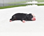 Small #2 Miniature Australian Shepherd