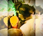 Small #2 Yorkshire Terrier