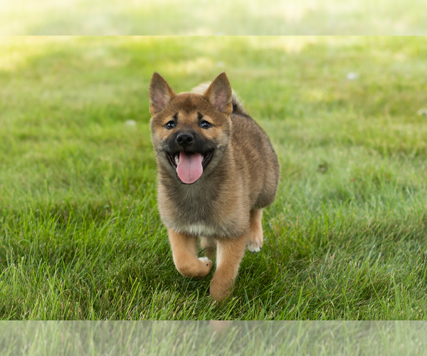 Medium Photo #25 Shiba Inu Puppy For Sale in MILLERSBURG, IN, USA