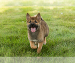 Small #24 Shiba Inu