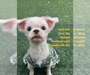 Maltese Dogs for adoption in Agoura Hills, CA, USA