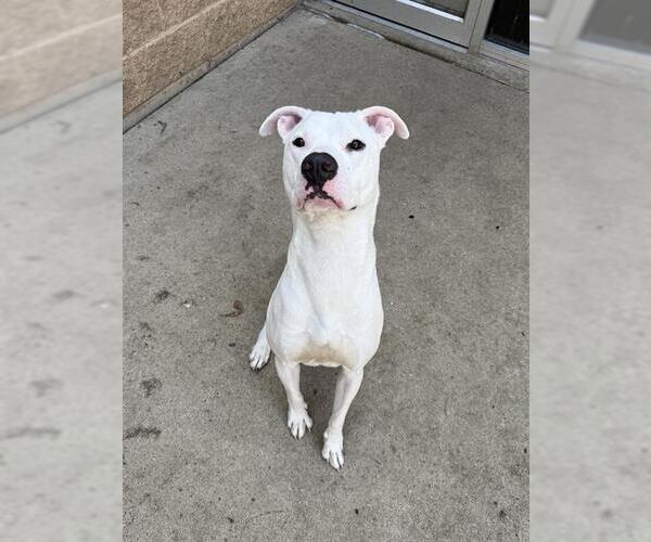 Medium Photo #1 American Pit Bull Terrier-Unknown Mix Puppy For Sale in Aurora, IL, USA