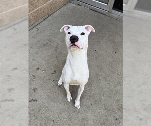 American Pit Bull Terrier-Unknown Mix Dogs for adoption in Aurora, IL, USA