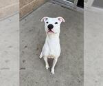 Small American Pit Bull Terrier Mix