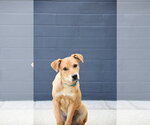 Small #5 Catahoula Leopard Dog-Labrador Retriever Mix