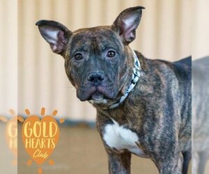 Boxer-Unknown Mix Dogs for adoption in Ann Arbor, MI, USA