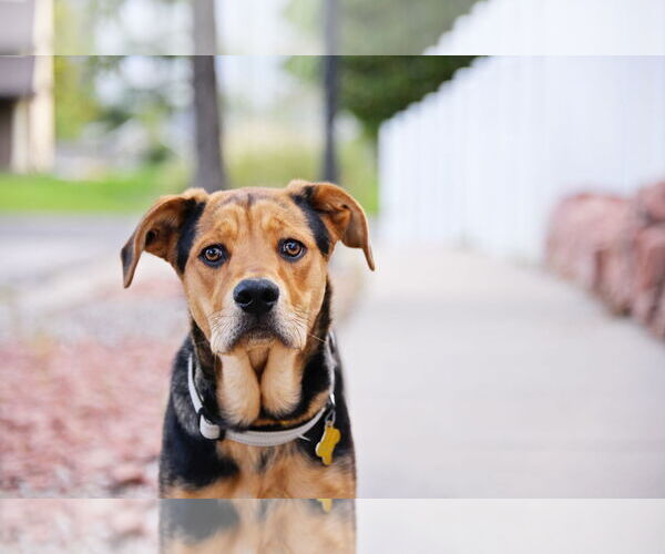 Medium Photo #3 Mutt Puppy For Sale in Sandy, UT, USA