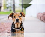 Small #2 Mutt