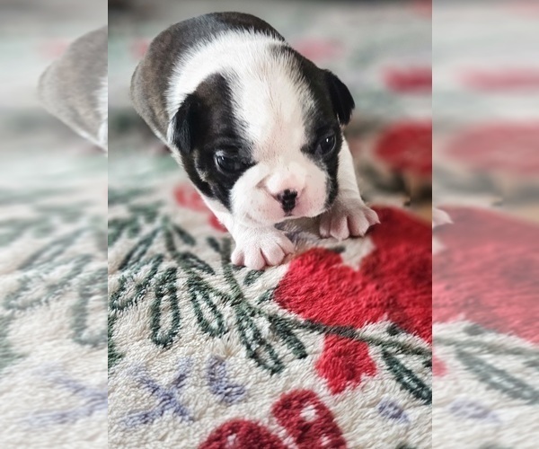 Medium Photo #2 Boston Terrier Puppy For Sale in EUREKA, CA, USA