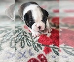 Small #1 Boston Terrier