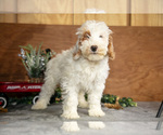 Small #1 Goldendoodle (Miniature)
