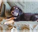 Small Photo #5 Goberian Puppy For Sale in APPLE VALLEY, CA, USA