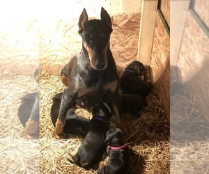 Mother of the Doberman Pinscher puppies born on 11/01/2019