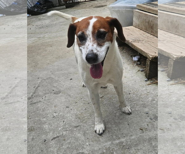 Medium Photo #1 Mutt Puppy For Sale in Tracy City, TN, USA