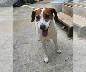 Mutt Dogs for adoption in Tracy City, TN, USA