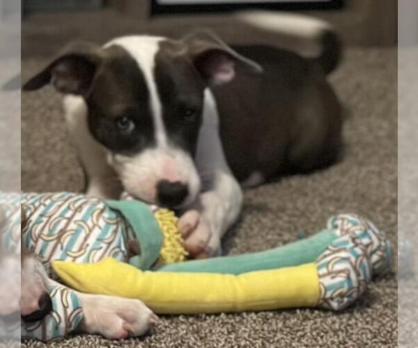 Medium Photo #1 Labrador Retriever-Unknown Mix Puppy For Sale in San Antonio, TX, USA