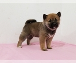 Small #2 Shiba Inu