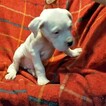 Small Photo #286 Dogo Argentino Puppy For Sale in PINEVILLE, MO, USA