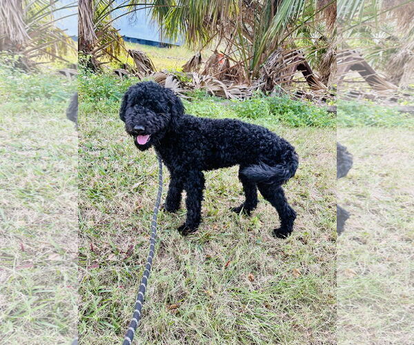 Medium Photo #7 Mutt Puppy For Sale in Sanford, FL, USA