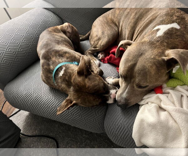 Medium Photo #16 American Pit Bull Terrier Puppy For Sale in Rockville, MD, USA