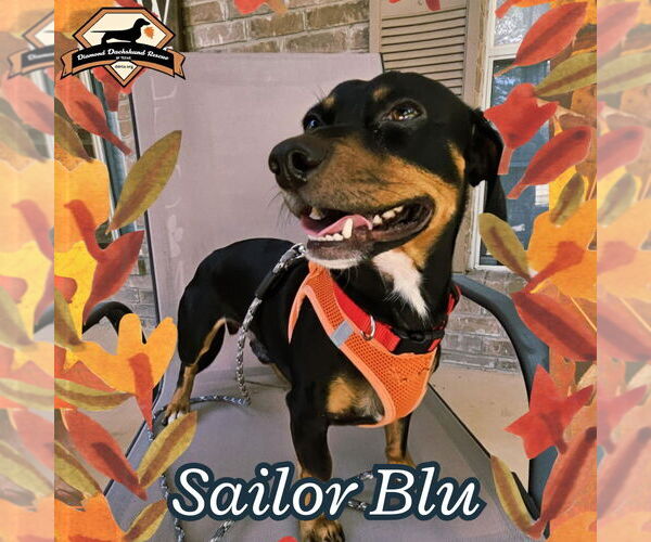 Medium Photo #5 Dachshund Puppy For Sale in San Antonio, TX, USA