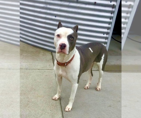 Medium Photo #3 American Pit Bull Terrier-Unknown Mix Puppy For Sale in Germantown, OH, USA