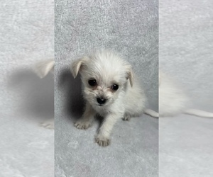 ShiChi Puppy for sale in HOUSTON, TX, USA