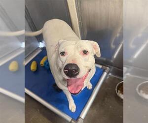 Mutt Dogs for adoption in Camarillo, CA, USA