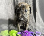 Small #2 Mutt