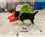 Small #3 Portuguese Water Dog