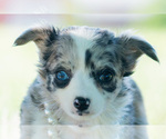 Small Photo #56 Chihuahua Puppy For Sale in WARSAW, IN, USA