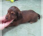 Small #3 Dachshund
