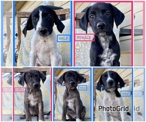 German Shorthaired Pointer-Unknown Mix Puppy for sale in ELLICOTT, CO, USA