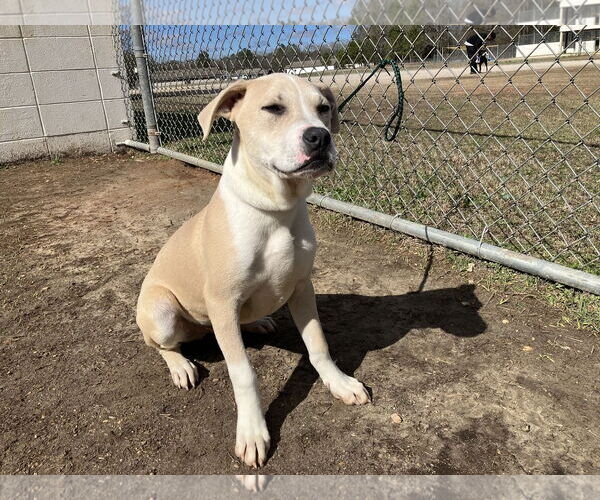 Medium Photo #2 Mutt Puppy For Sale in Rockaway, NJ, USA
