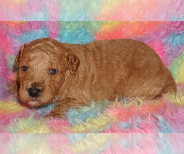 Medium Photo #3 Miniature Labradoodle Puppy For Sale in LA HABRA, CA, USA