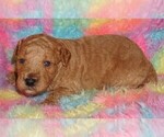 Small #2 Miniature Labradoodle