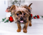 Small Photo #29 Shorkie Tzu Puppy For Sale in WAKARUSA, IN, USA
