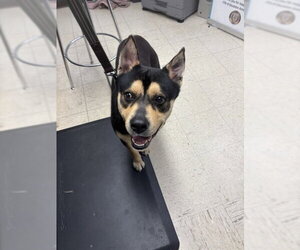 German Shepherd Dog-Unknown Mix Dogs for adoption in Stockton, CA, USA