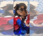 Small #8 Yorkshire Terrier