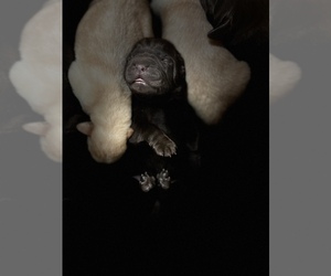 Labrador Retriever Puppy for Sale in MC LEANSBORO, Illinois USA