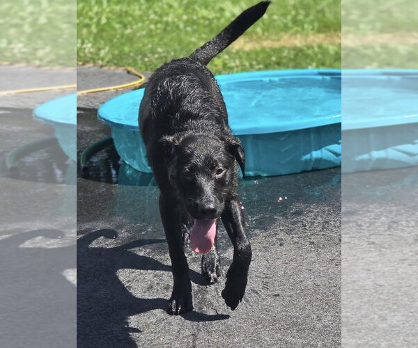 Medium Photo #2 Labrador Retriever Puppy For Sale in Southbury, CT, USA