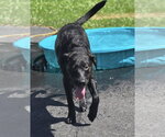 Small Photo #2 Labrador Retriever Puppy For Sale in Southbury, CT, USA